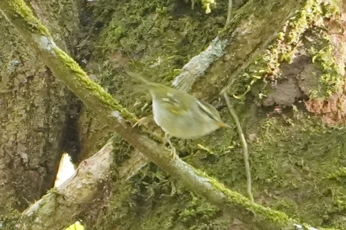Claudia's Leaf Warbler (Phylloscopus claudiae), photo 2