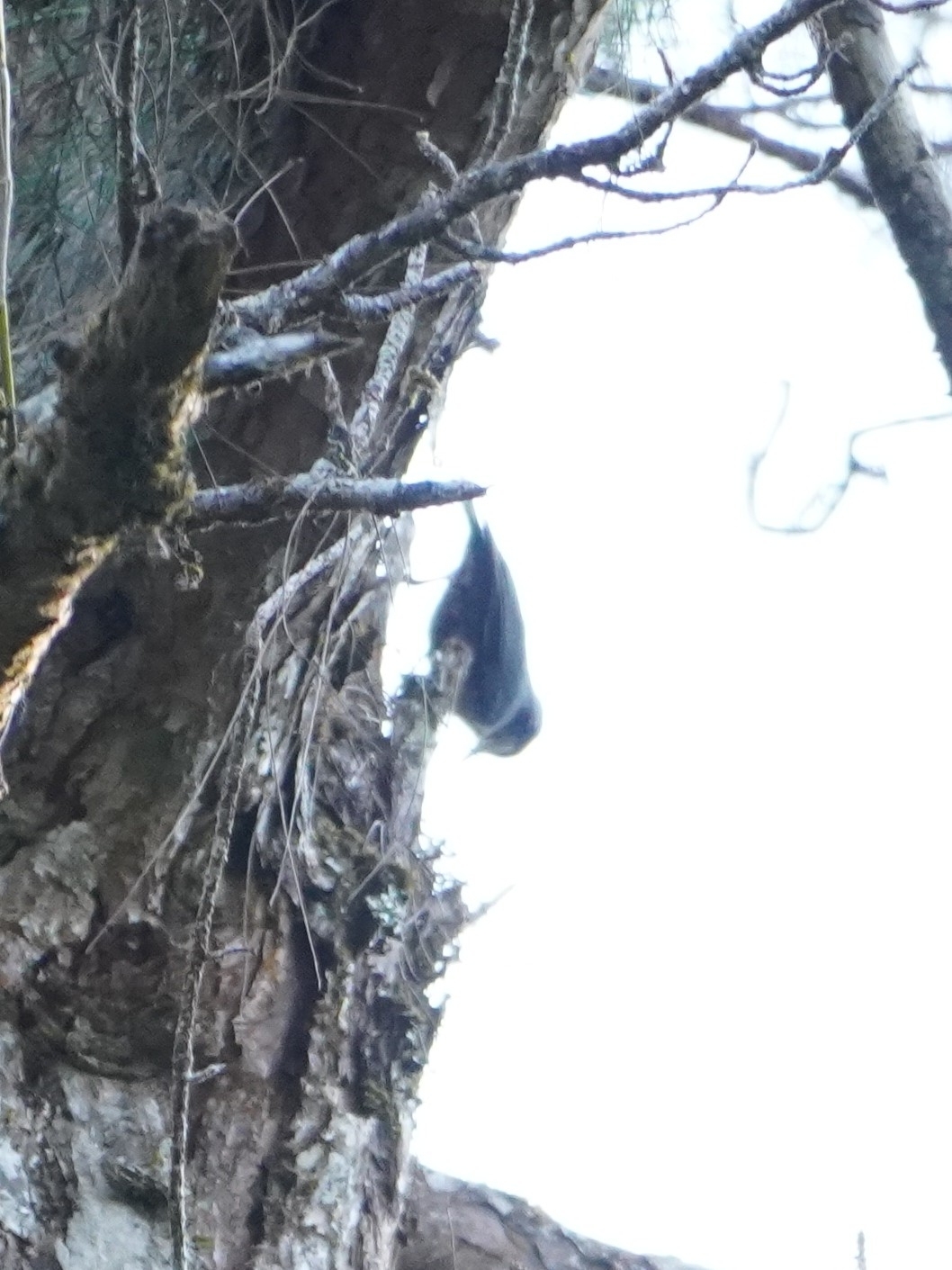 Chestnut-vented Nuthatch (Sitta nagaensis), photo 6