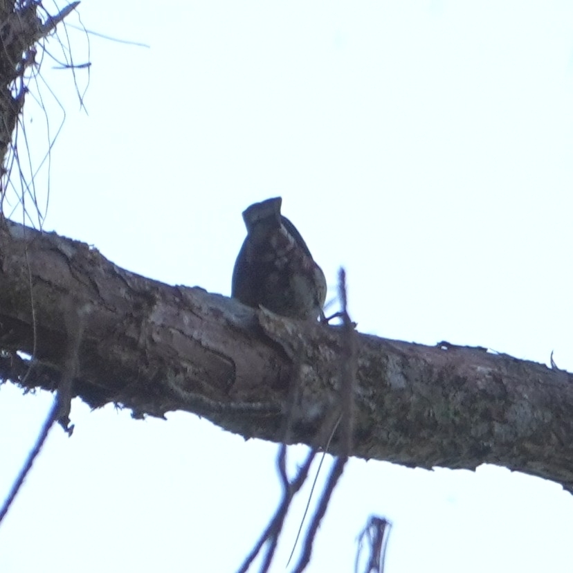 Chestnut-vented Nuthatch (Sitta nagaensis), photo 7