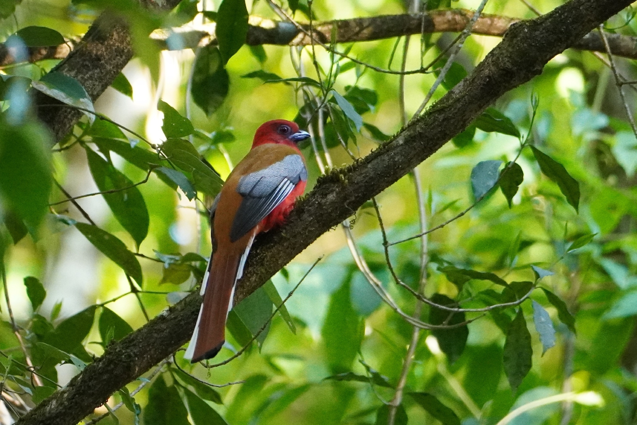 Red-headed Trogon (Harpactes erythrocephalus), photo 1