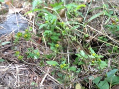 Melampodium tepicense