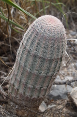 Echinocereus pectinatus pectinatus