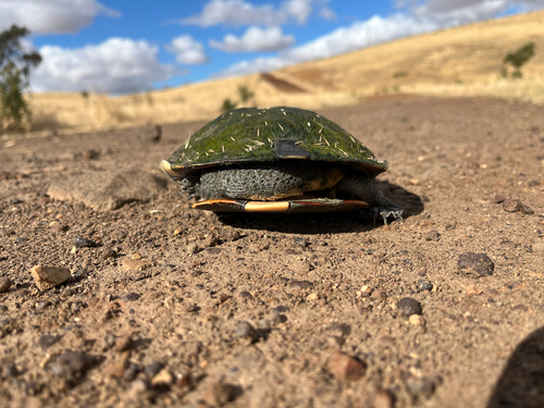 Eastern Snake-necked Turtle