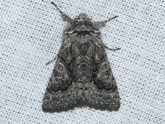 Behrensia conchiformis