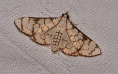 Aphytoceros lucusalis