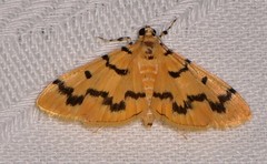Dichocrocis clytusalis