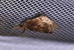 Zalissa catocalina