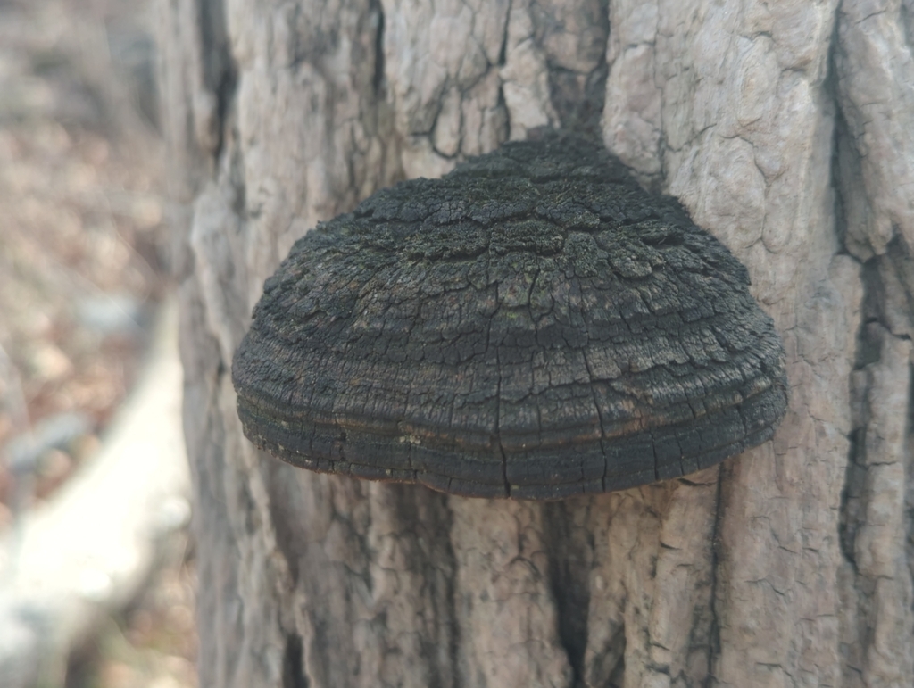 Fulvifomes robiniae · January 2026 · photo: © tomfeild (iNaturalist, cc-by)