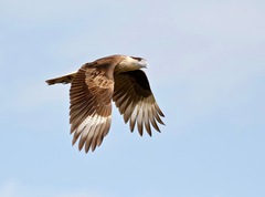 Caracara plancus