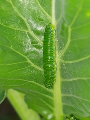 Leptophobia