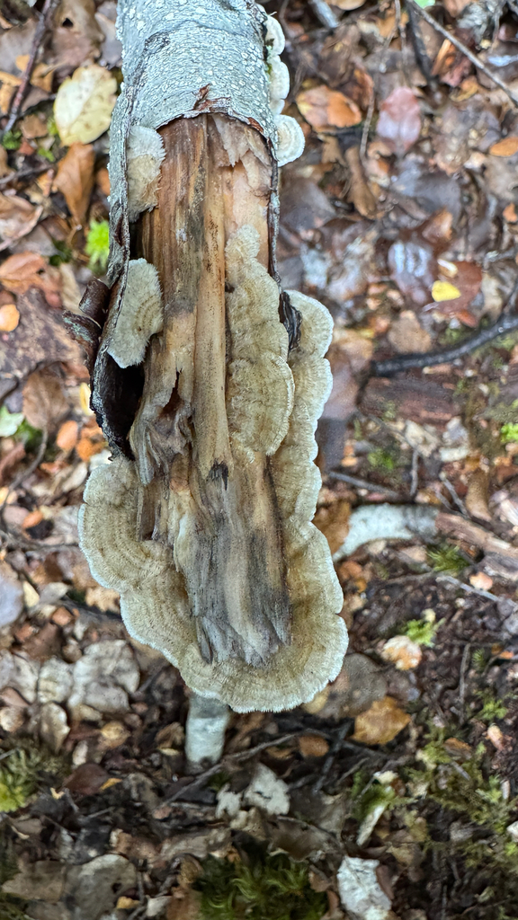 Stereum vellereum · January 2026 · photo: © frankashwood (iNaturalist, cc-by)