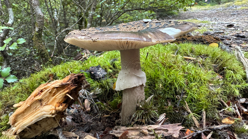 Amanita nothofagi · January 2026 · photo: © frankashwood (iNaturalist, cc-by)