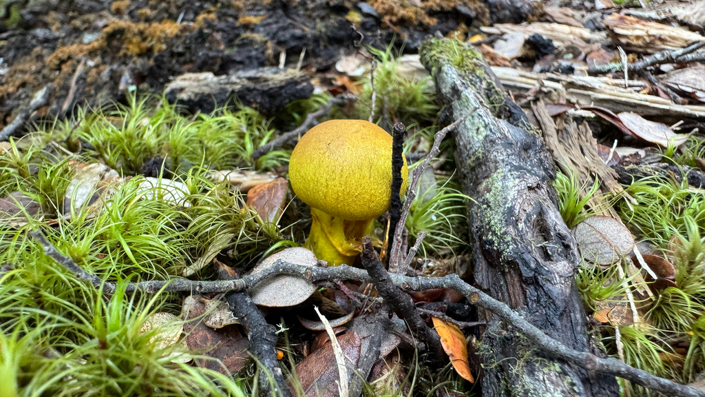 Cortinarius canarius · January 2026 · photo: © frankashwood (iNaturalist, cc-by)