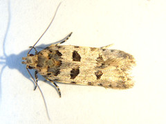 Ardozyga tridecta