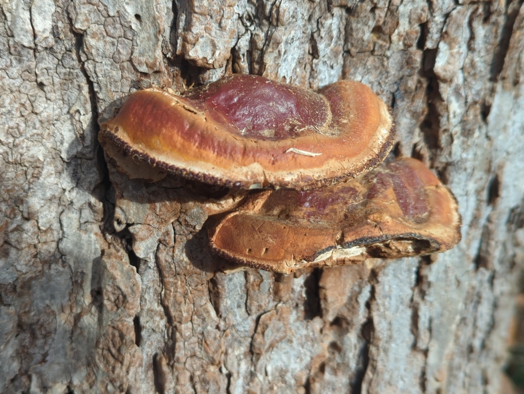 Ganoderma sessile · January 2026 · photo: © tomfeild (iNaturalist, cc-by)