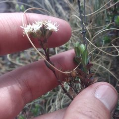 Oxylobus arbutifolius