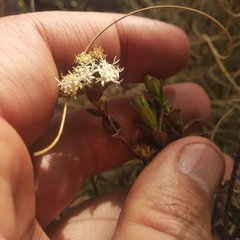 Oxylobus arbutifolius