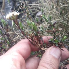 Oxylobus arbutifolius