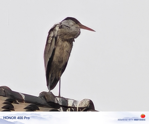 Grey Heron