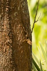 Anolis cybotes
