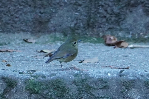 Snowy-browed Flycatcher (Ficedula hyperythra)