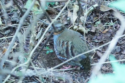 Rufous-throated Partridge (Arborophila rufogularis), photo 7