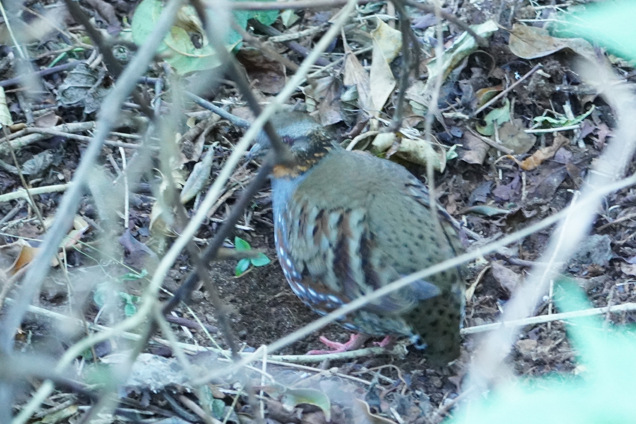 Rufous-throated Partridge (Arborophila rufogularis), photo 4