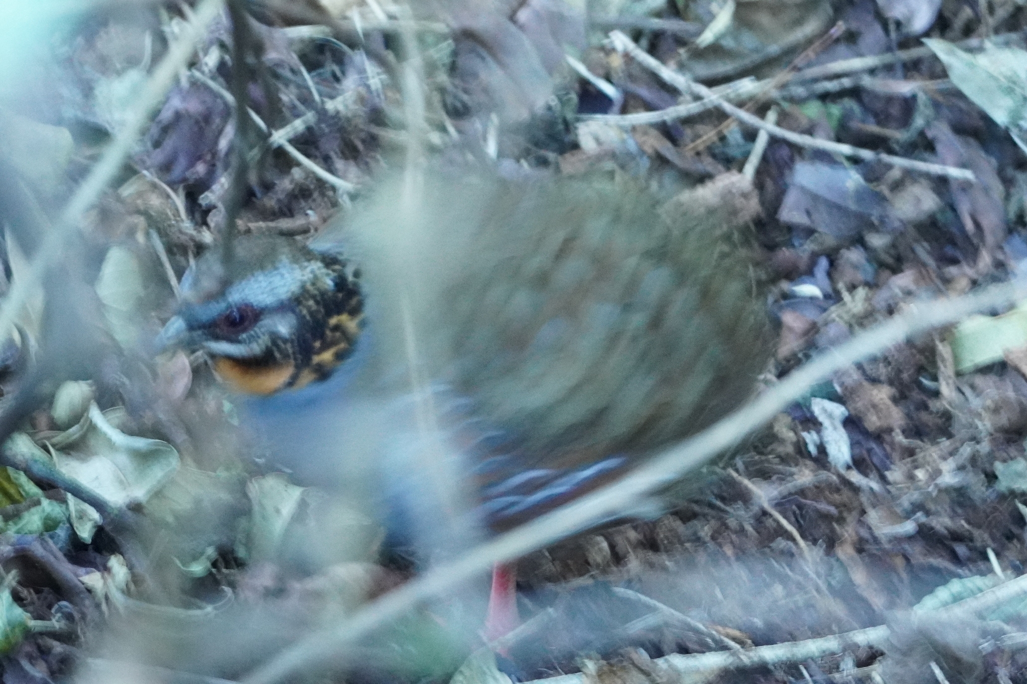 Rufous-throated Partridge (Arborophila rufogularis), photo 5