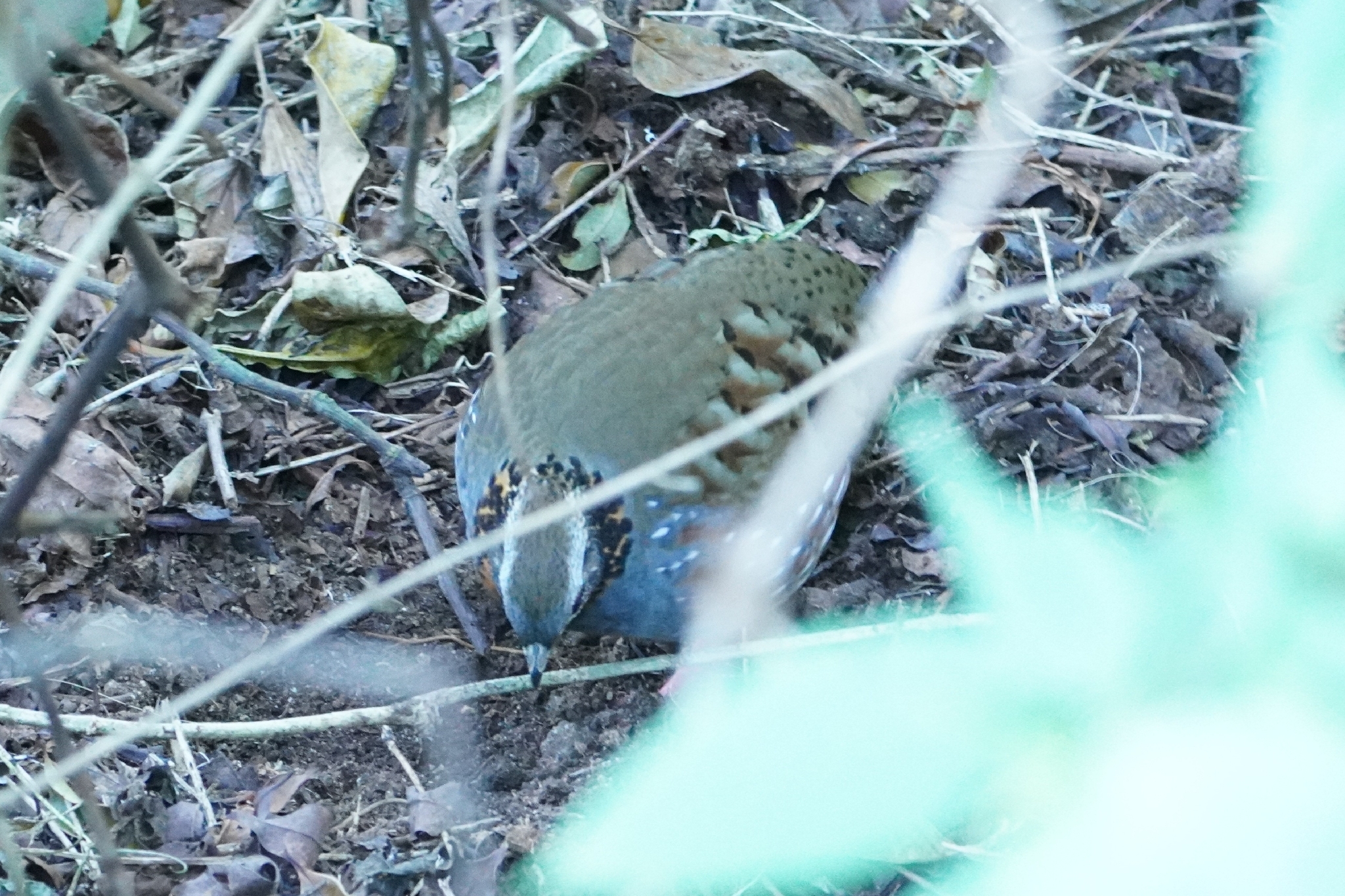 Rufous-throated Partridge (Arborophila rufogularis), photo 6