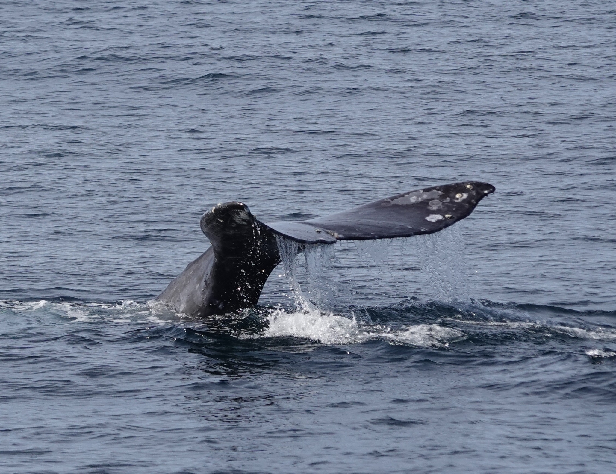 Eschrichtius robustus