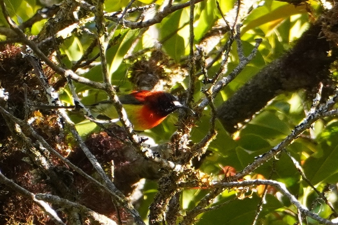 Mrs. Gould's Sunbird (Aethopyga gouldiae), photo 2