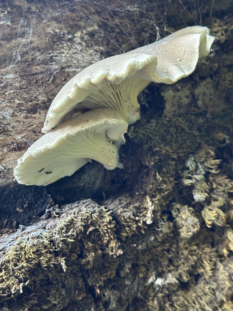 Pleurotus dryinus