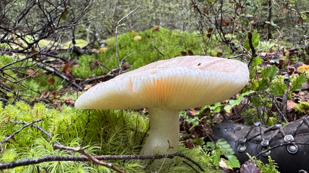 Russula purpureotincta
