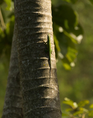 Anolis chlorocyanus
