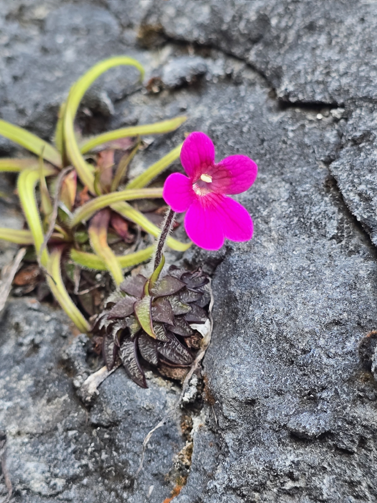 Pinguicula rzedowskiana Zamudio & H.D.Juárez 2