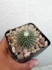Mammillaria spinosissima