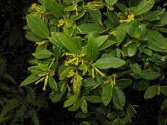 Wikstroemia oahuensis