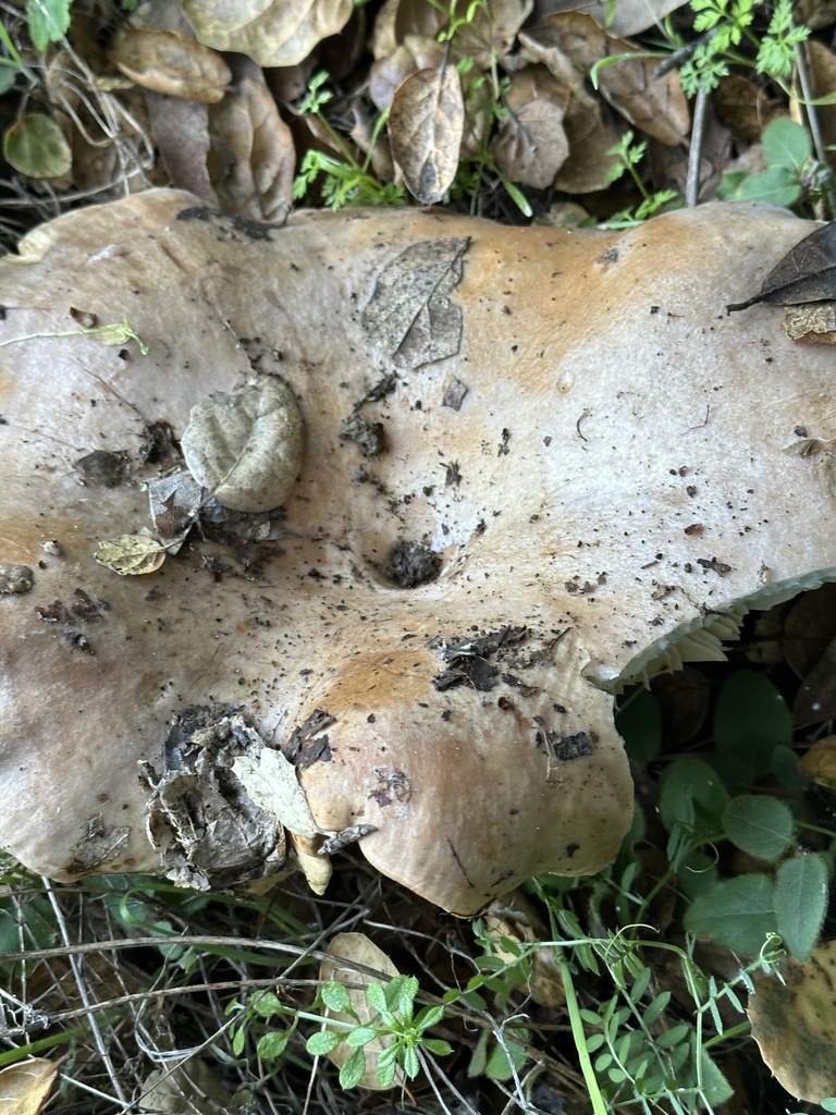 Lactarius argillaceifolius megacarpus · January 2026 · photo: © irinamitine (iNaturalist, cc-by)