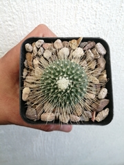 Mammillaria spinosissima