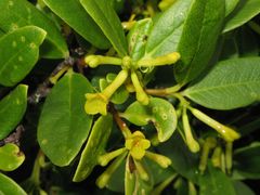 Wikstroemia oahuensis