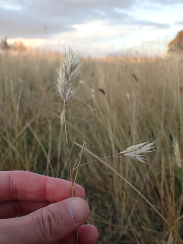 Rytidosperma duttonianum, 2026-01-17