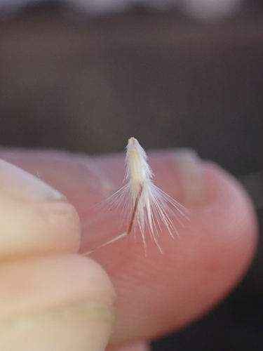 Tasmanian wallaby grass (Rytidosperma semiannulare)
