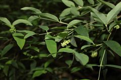 Wikstroemia oahuensis