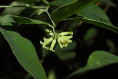 Wikstroemia oahuensis