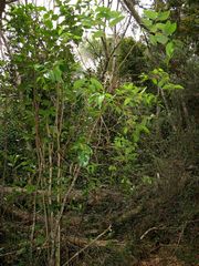 Wikstroemia oahuensis