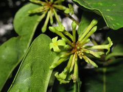 Wikstroemia oahuensis