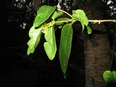 Wikstroemia oahuensis