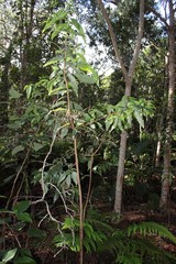 Wikstroemia oahuensis