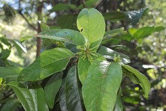 Wikstroemia oahuensis