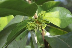 Wikstroemia oahuensis